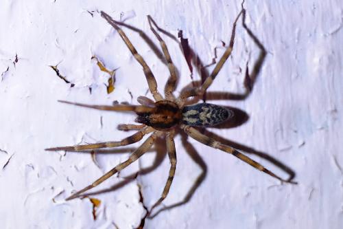 Réf. 339 572 : Liocranum rupicola